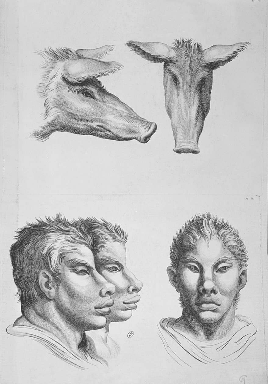 Simialidades entre a cabeça de um cavalete e um homem, de &39;livro de retrato para aqueles que começam a desenhar&39; por Le Brun de Charles Le Brun