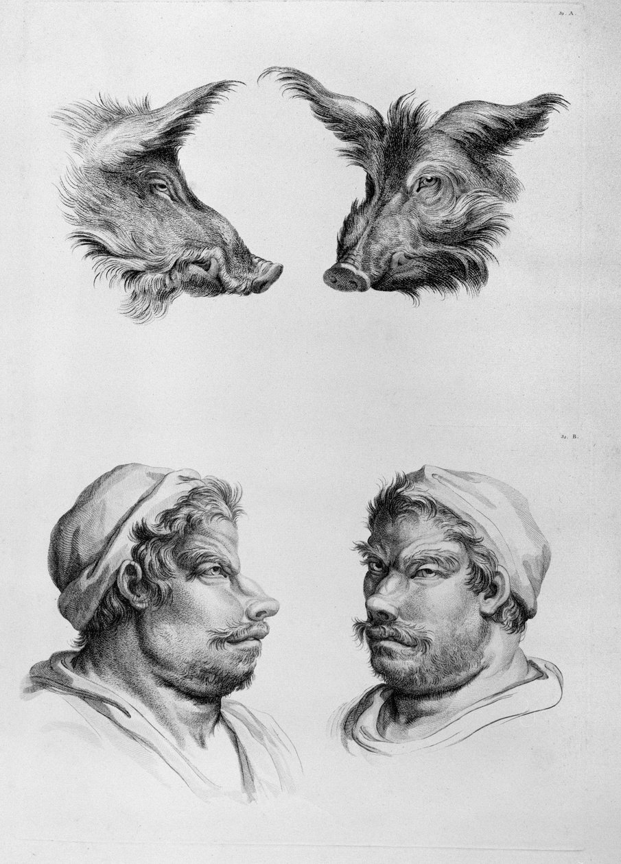 Semelhanças entre a cabeça de um javali e um homem, de "Um livro de retratos para quem começa a desenhar", de Le Brun de Charles Le Brun