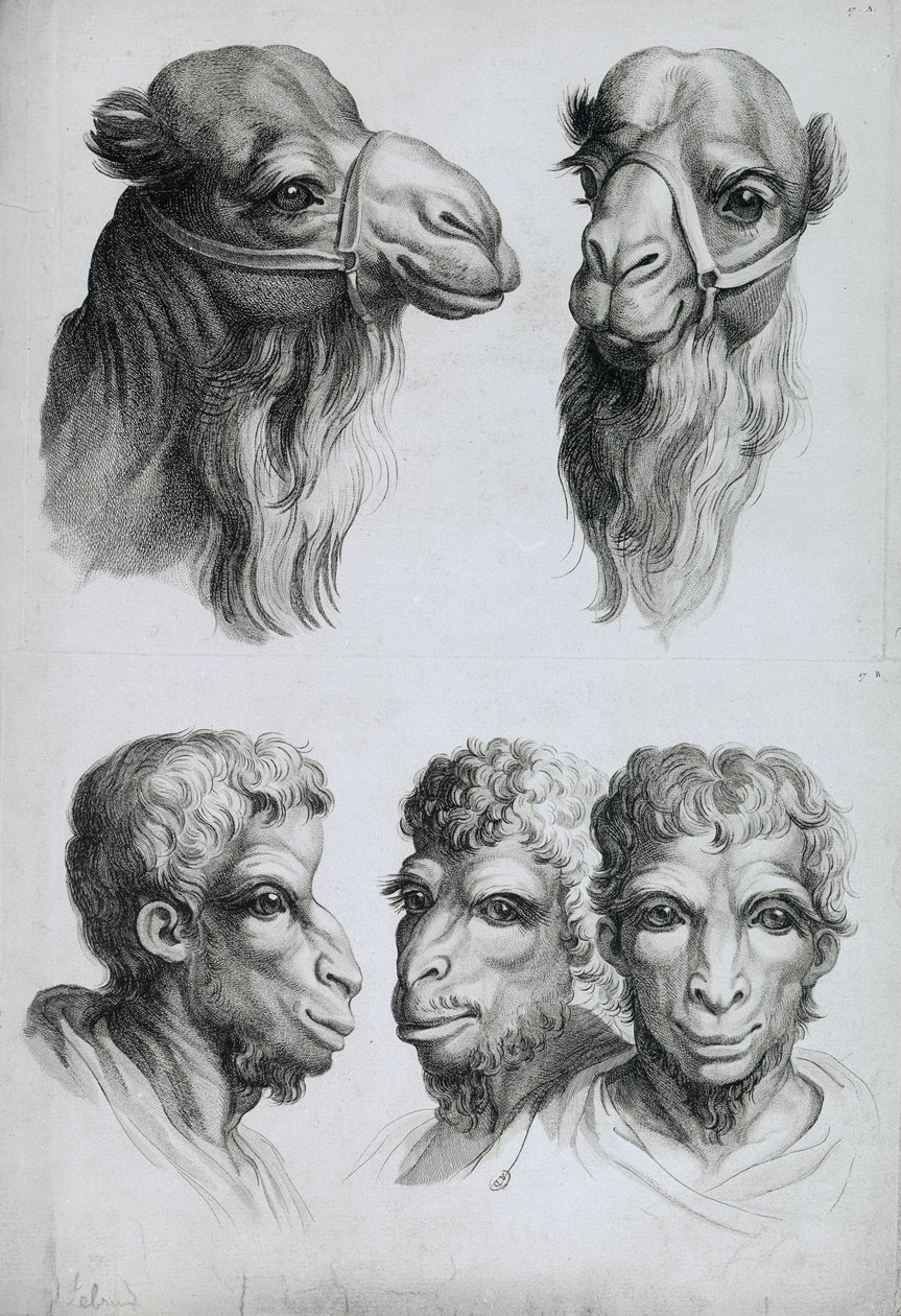 Semelhanças entre a cabeça de um camelo e um homem, de "Um livro de retratos para quem começa a desenhar", de Le Brun de Charles Le Brun