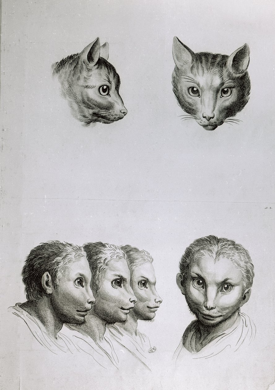 Semelhanças entre a cabeça de um gato e um homem, de "Um livro de retratos para quem começa a desenhar", de Le Brun de Charles Le Brun