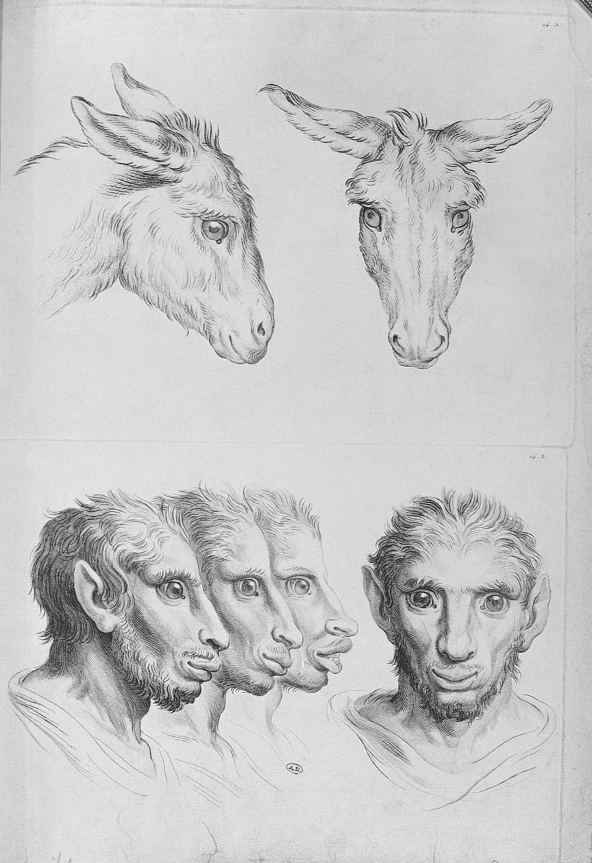 Semelhanças entre a cabeça de um burro e um homem, de "Um livro de retrato para quem está começando a desenhar", de Le Brun de Charles Le Brun