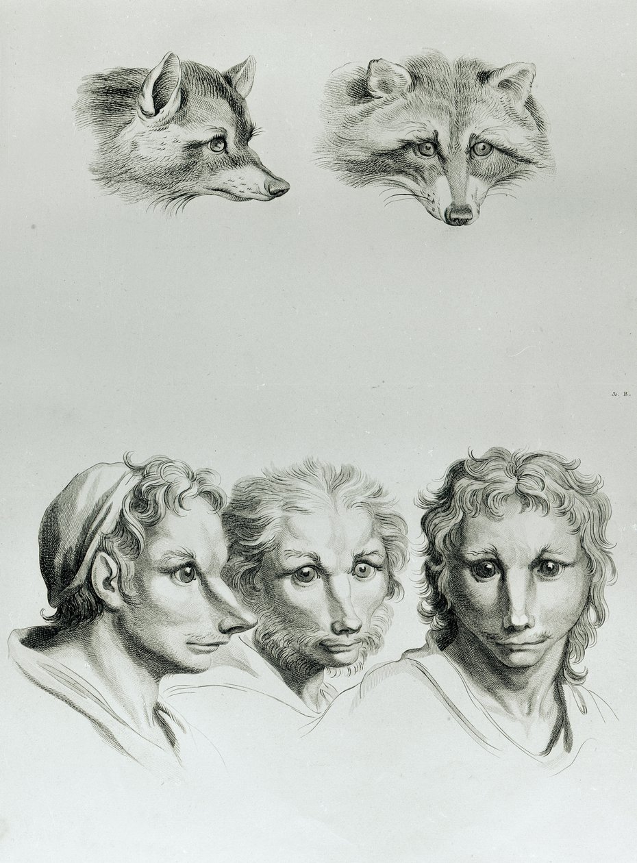 Semelhanças entre a cabeça de uma raposa e um homem, de "Um livro de retratos para quem começa a desenhar", de Le Brun de Charles Le Brun