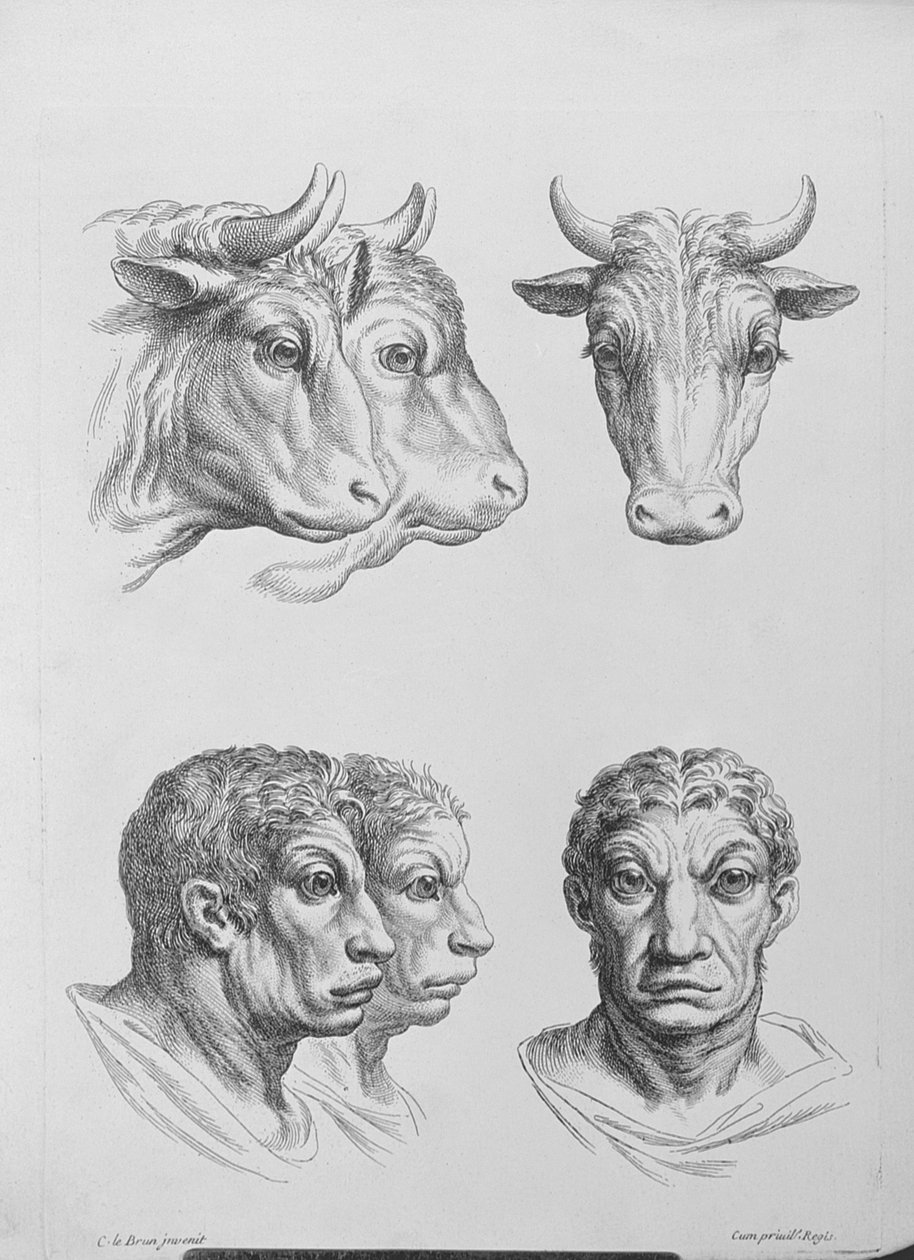 Semelhanças entre a cabeça de um boi e um homem, de "Um livro de retratos para quem está começando a desenhar", de Le Brun de Charles Le Brun