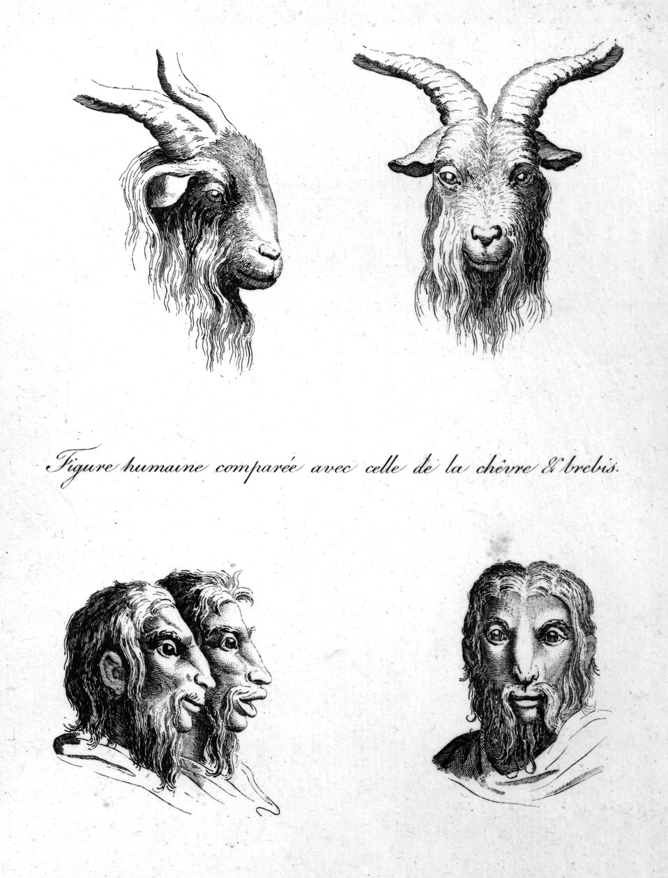 Semelhanças entre a cabeça de um bode e um homem, de L&39;Art de Connaitre les Hommes, vol. 10 de Johann Lavater, gravado por Pierre Nicolas Ransonnette, publicado em 1806 de Charles Le Brun