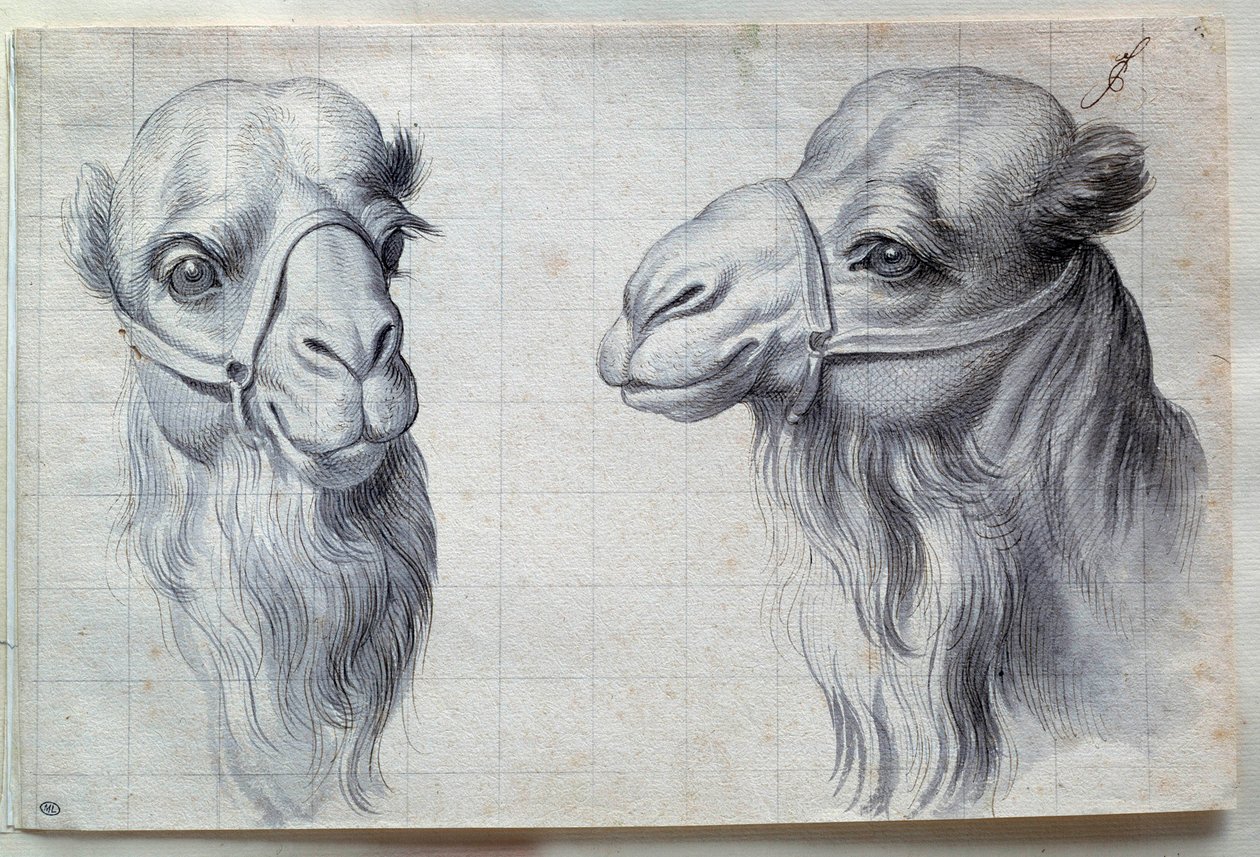 Estudos de duas cabeças de camelo Desenho de Charles Lebrun (Le Brun) (1619-1690) Século XVII. Dim. 0,22x0,32 m. Paris, Museu do Louvre de Charles Le Brun