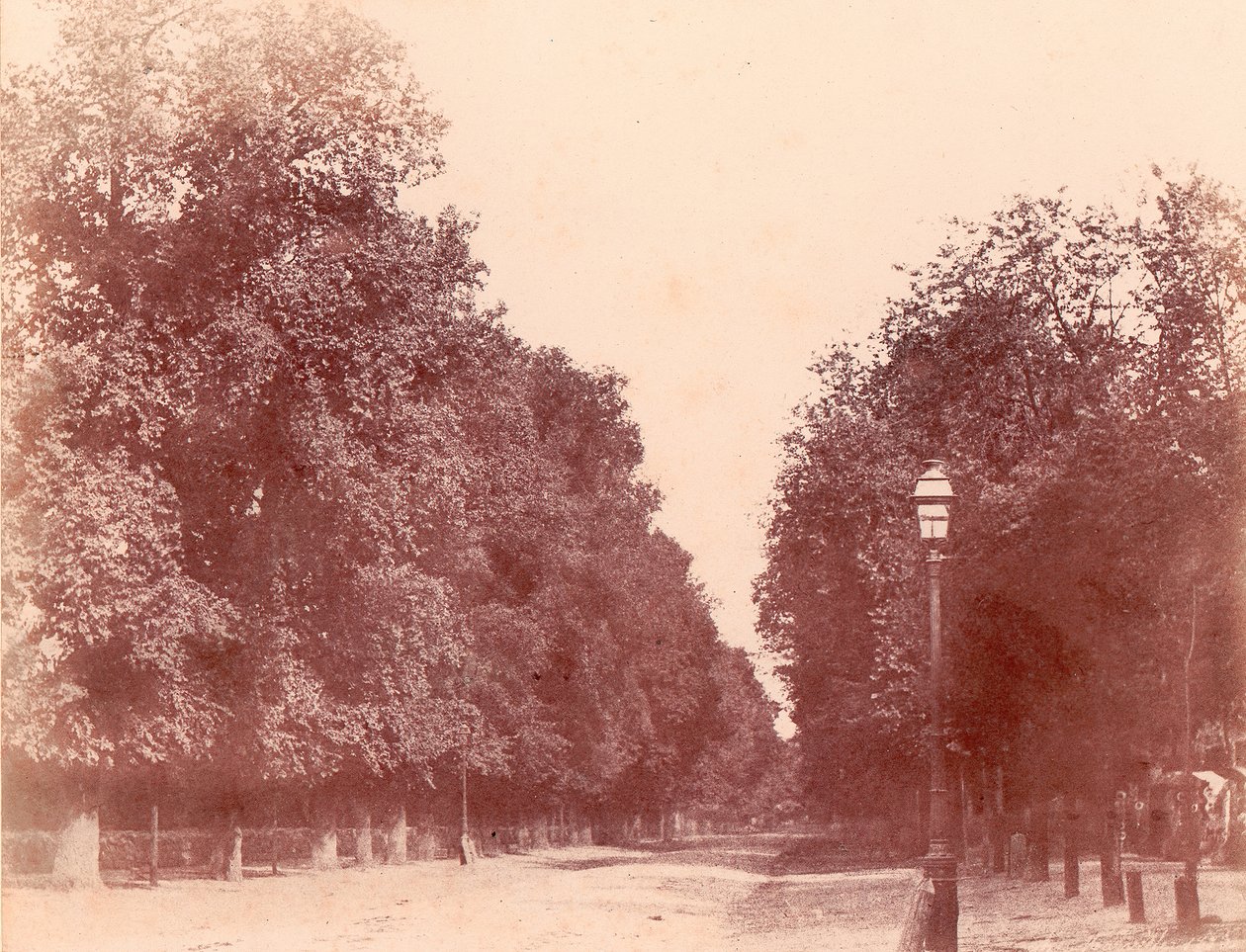 Floresta. de Charles Marville