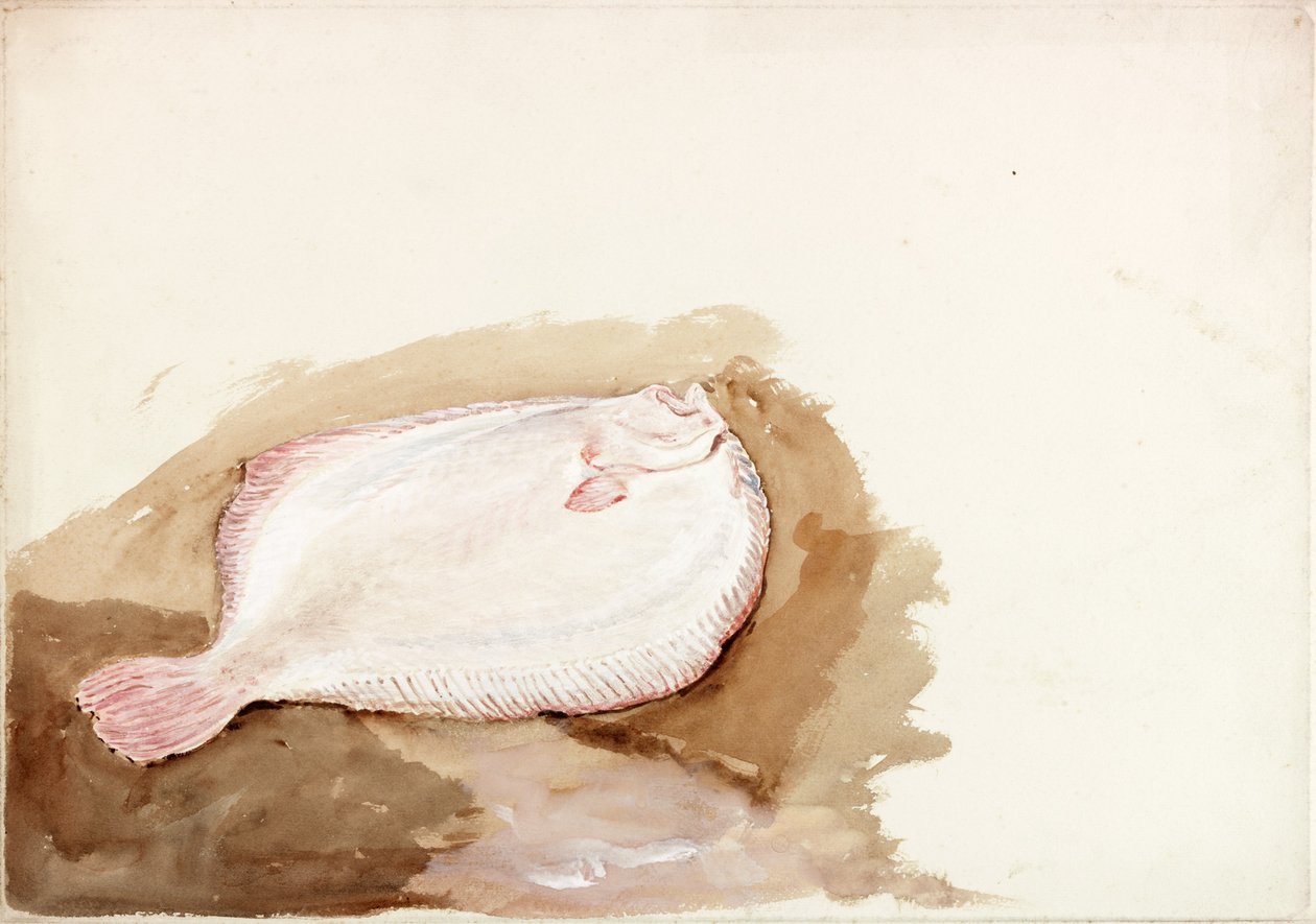 Estudo de um peixe chato (bodycolour) de Charles Napier Hemy