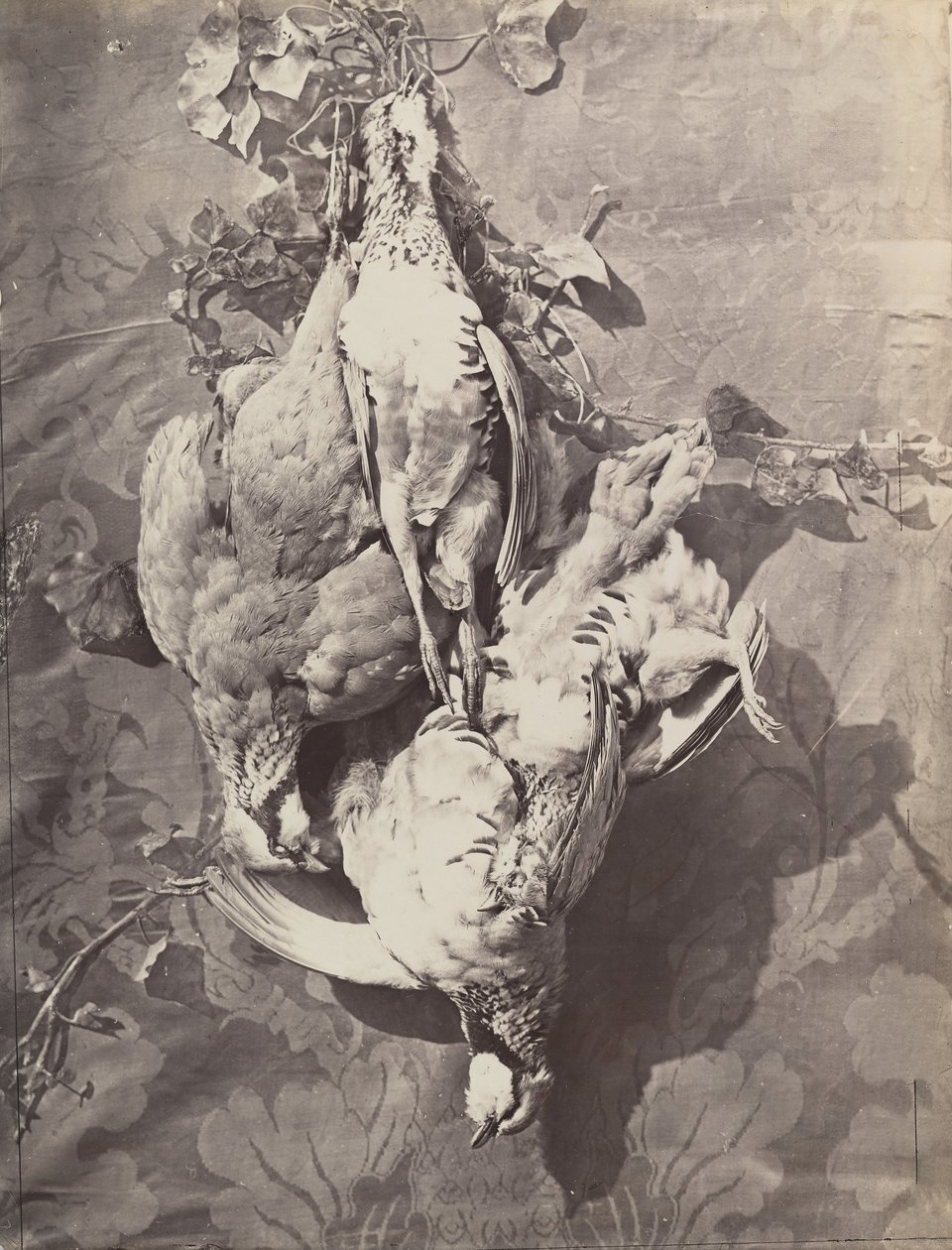 Floresta. de Charles Nègre