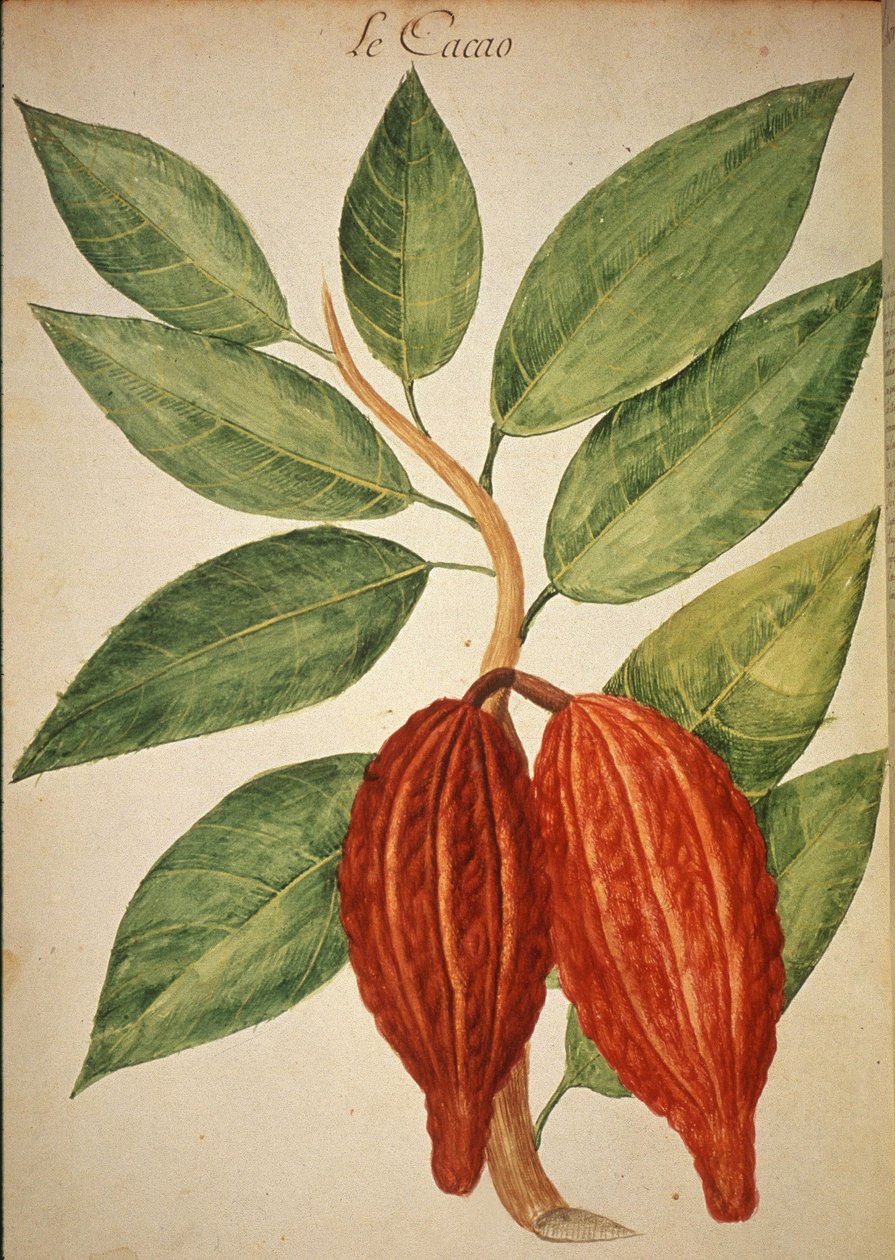 Cacau de Charles Plumier