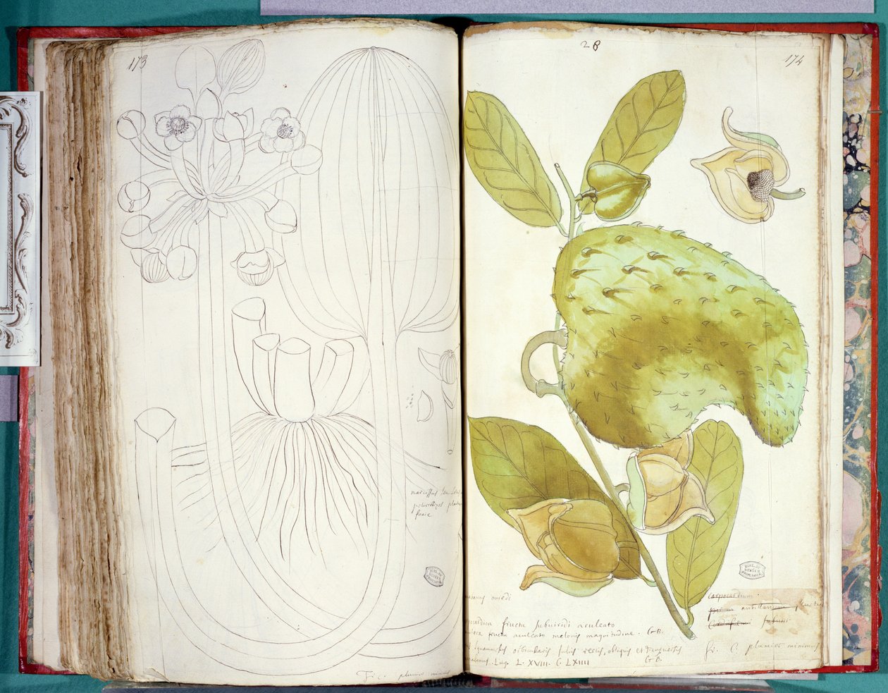 Sra. 23 Cardamomo, de um manuscrito sobre plantas das Antilhas e Santo Domingo de Charles Plumier