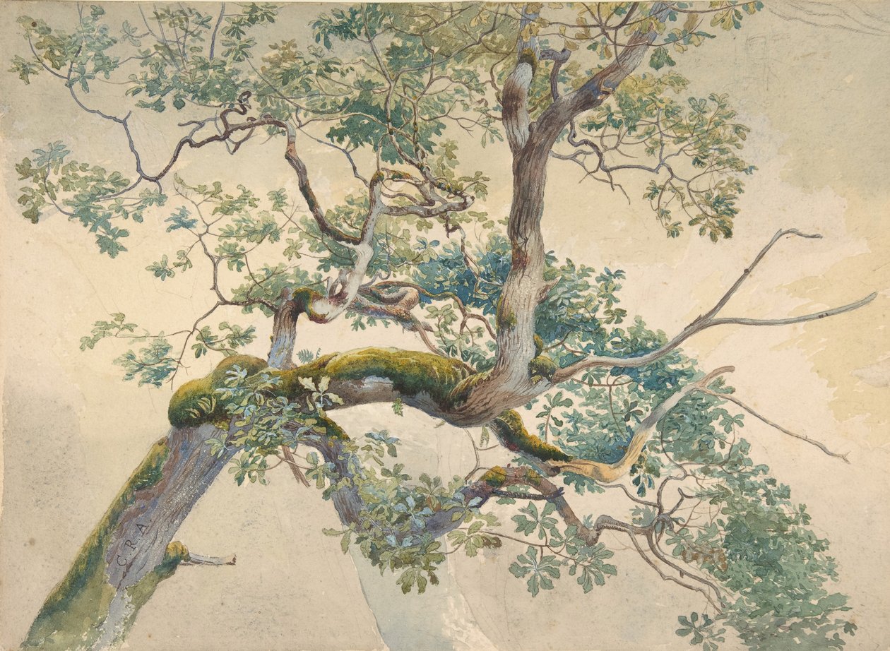 Floresta. de Charles Reginald Aston