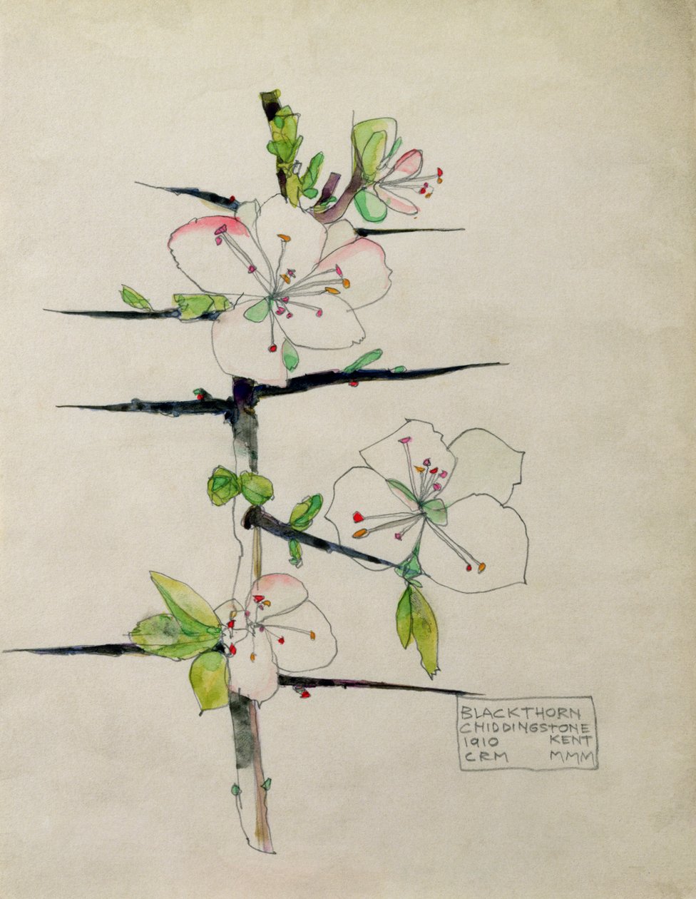 Espinheiro-alvar, Chiddingstone, Kent, 1910 (wc) de Charles Rennie Mackintosh