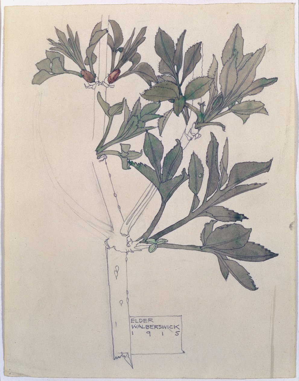 Elder, Walberswick, 1915 (wc e lápis sobre papel) de Charles Rennie Mackintosh