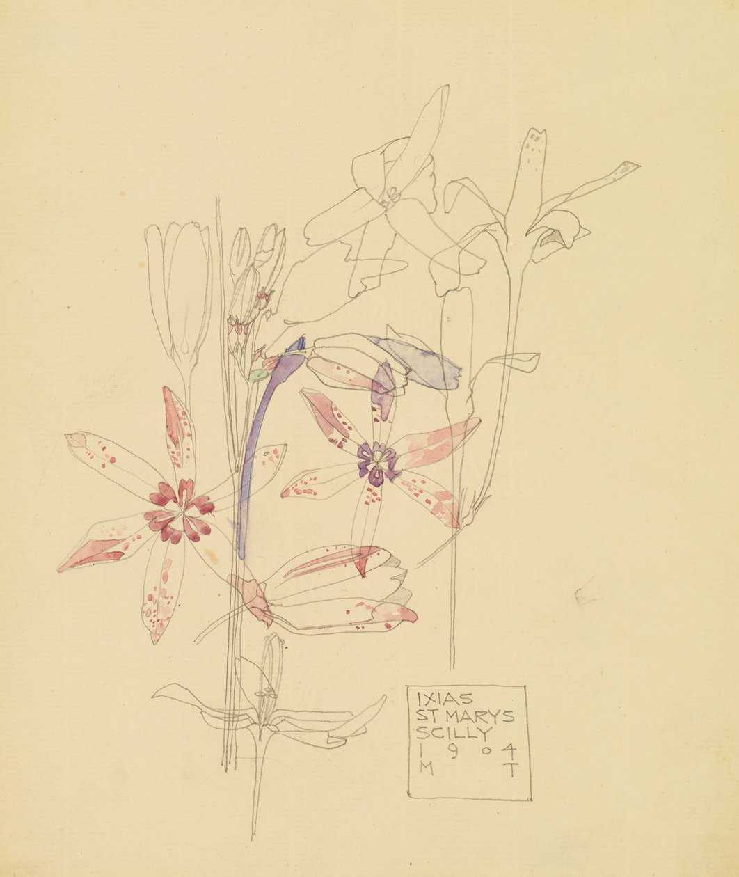 Ixias de Charles Rennie Mackintosh