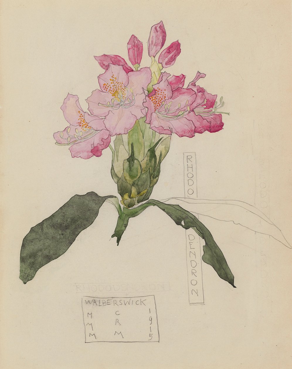 Estudo de um rododendro de Charles Rennie and MacDonald Mackintosh Margaret Mackintosh