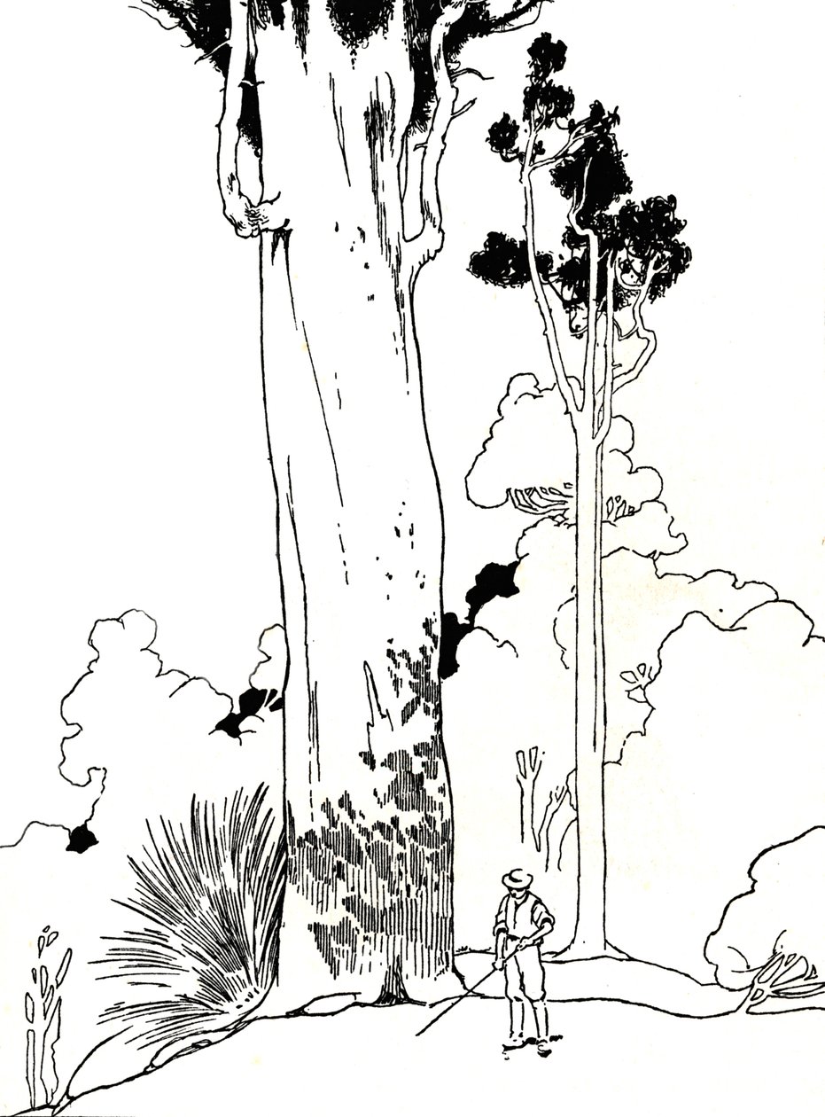 Uma árvore Kauri, 1912 de Charles Robinson