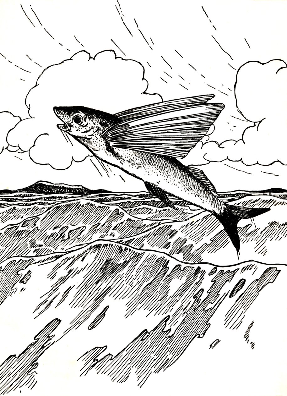 O peixe voador, 1912 de Charles Robinson