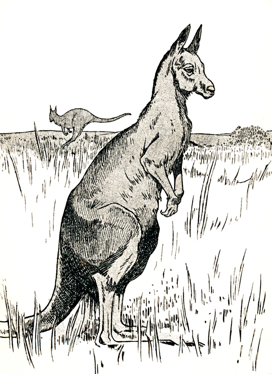 O canguru, 1912 de Charles Robinson
