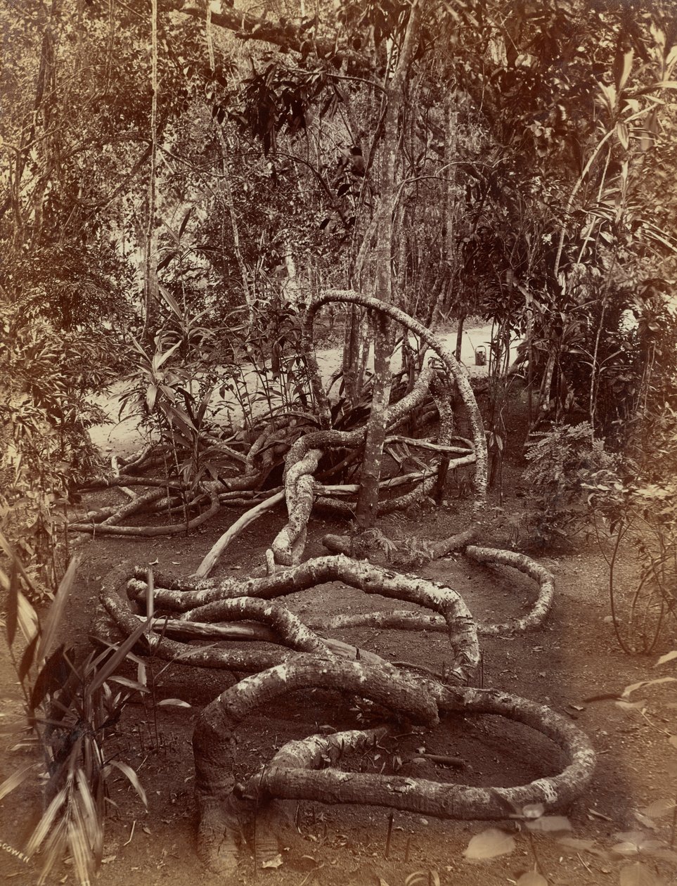 Uma trepadeira em Bradenya de Charles T. Scowen