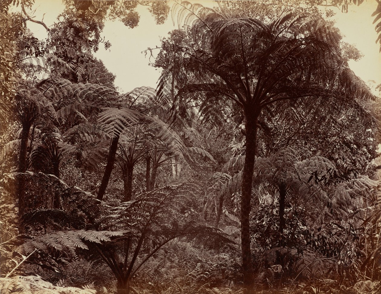 Jardins de Hakgala, Nuwara Eliya de Charles T. Scowen