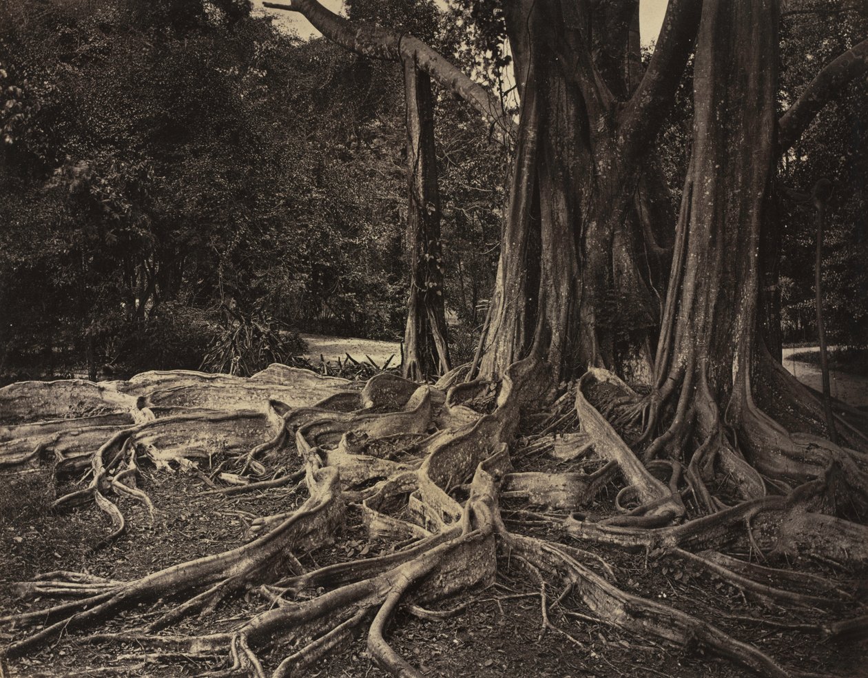Rubber Tree, Assam, Índia (Ficus Elastica) de Charles T. Scowen