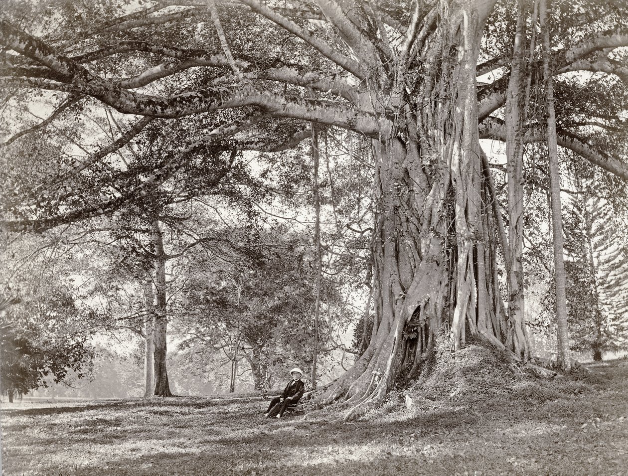 Um cavalheiro sentado debaixo de uma grande árvore nativa no Ceilão britânico, agora chamado Sri Lanka, década de 1880 de Charles T Scowen and Co