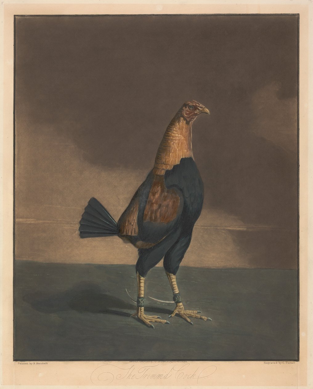 Lutas de galos [um par]:  2. O galo aparado de Charles Turner