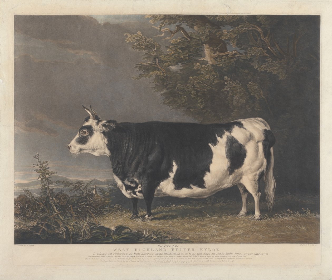 Novilha da raça West Highland, Kyloe de Charles Turner