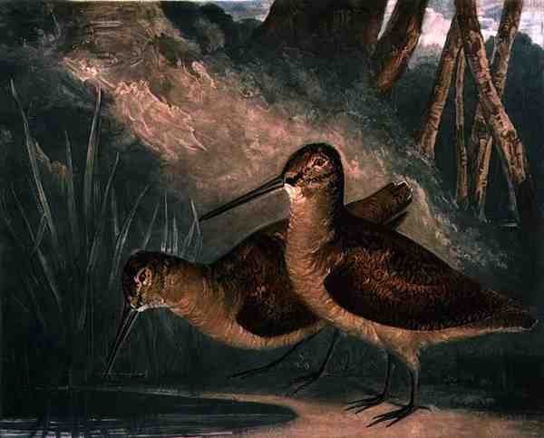 Woodcocks, placa 4 do jogo British Feather Game, gravada pelo artista, pub. por R. Ackermann, c.1810 (gravura mezzotint) de Charles Turner
