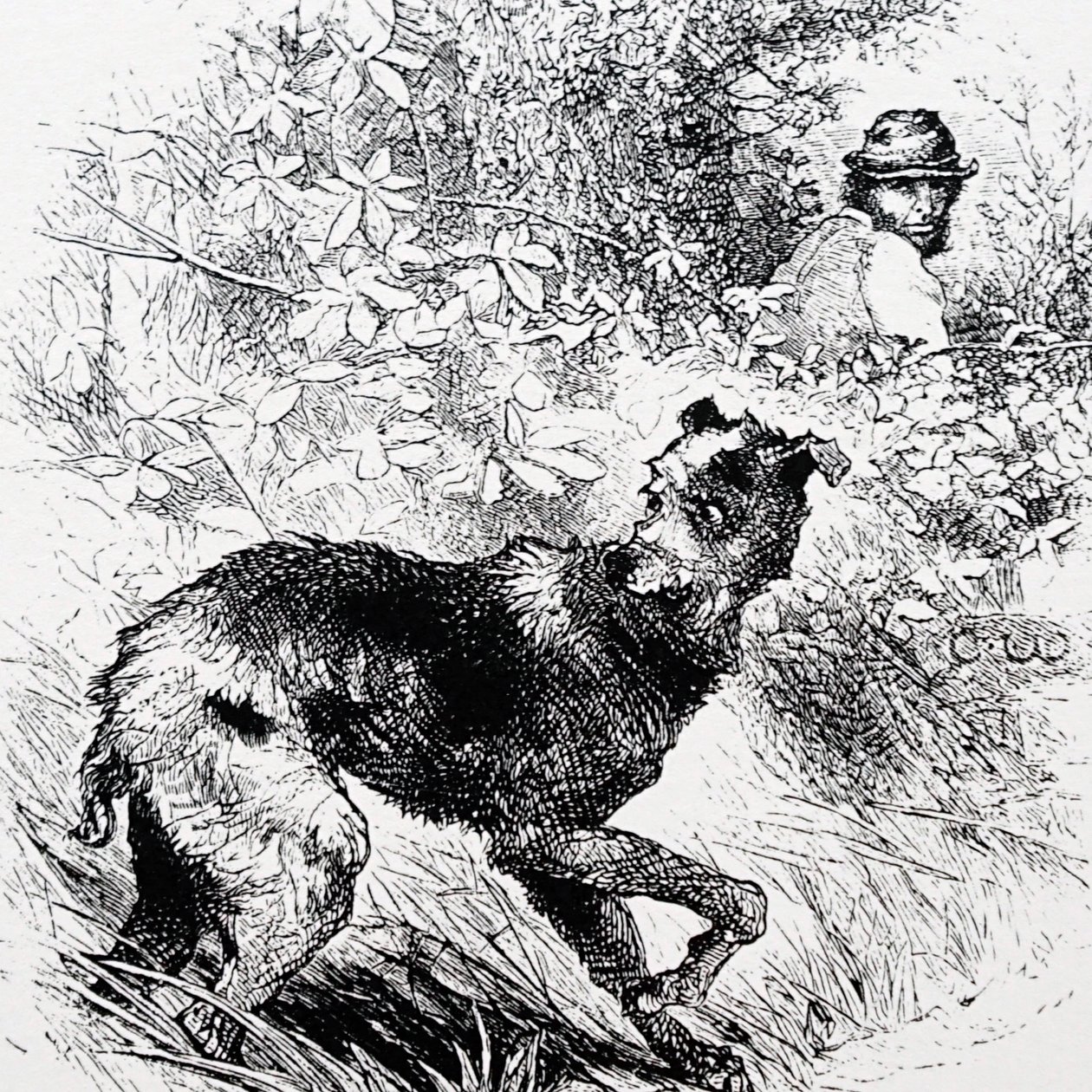 Um caçador furtivo com o seu lurcher de Charles Whymper