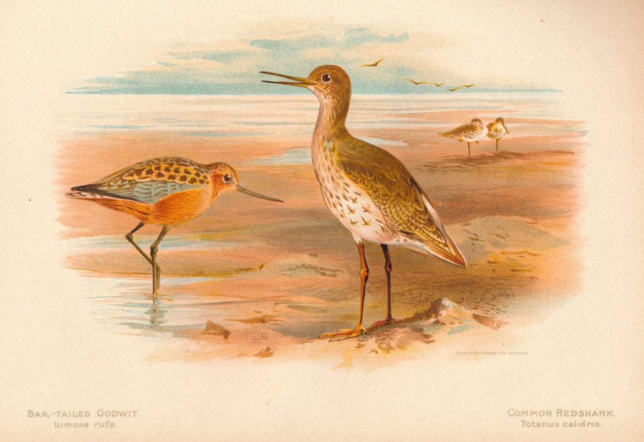 Limosa rufa de maçarico-de-cauda-cauda, Totanus do Redshank comum, 1900, 1900 de Charles Whymper