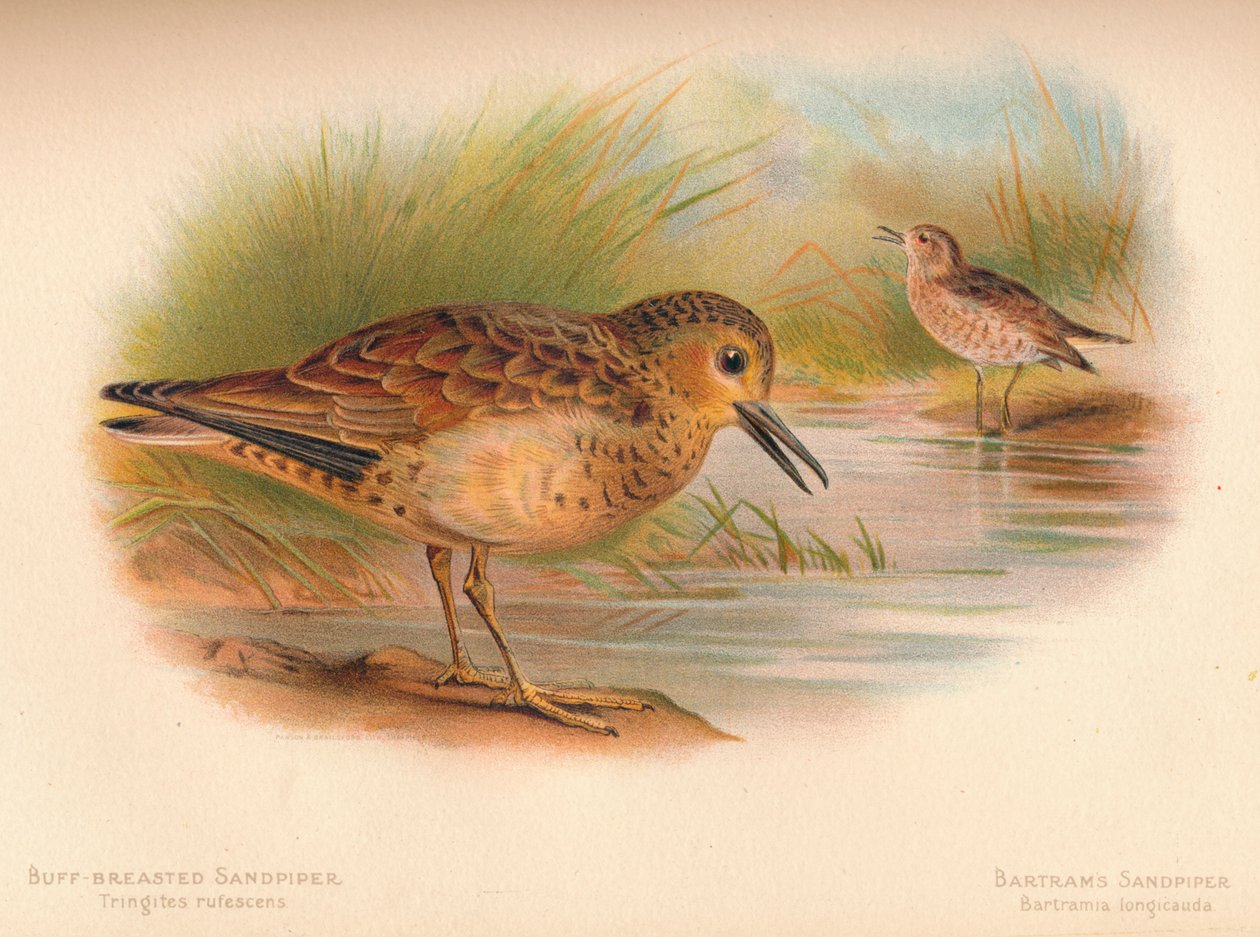 Borracha-de-peito-amarelo Tringites rufescns, Bartrams Sandpiper Bartramia longicauda, 1900, 1 de Charles Whymper