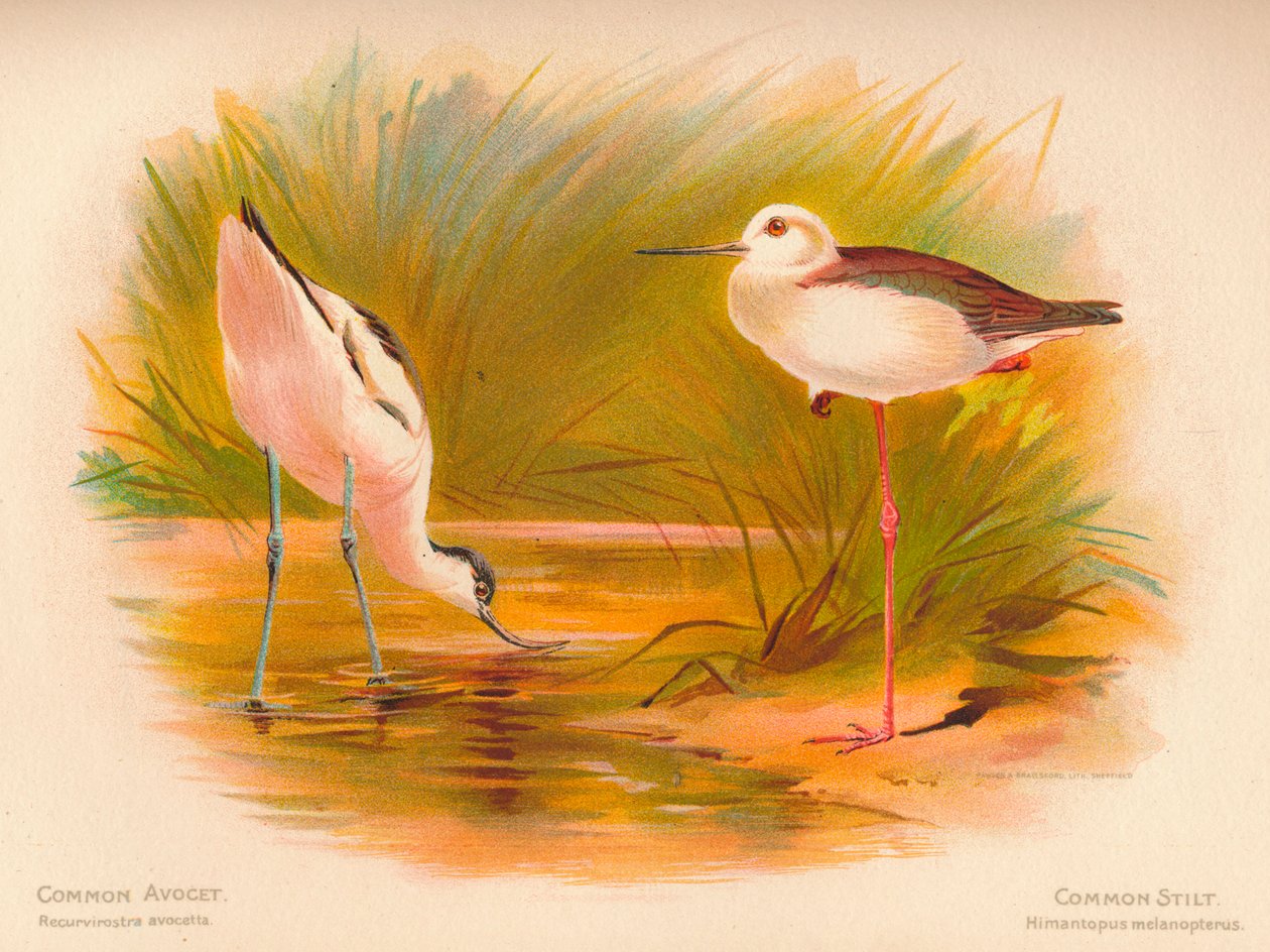 Avocet comum Recurvirostra avocetta, pernas de pau comuns Himantopus melanopterus, 1900, 1900 de Charles Whymper