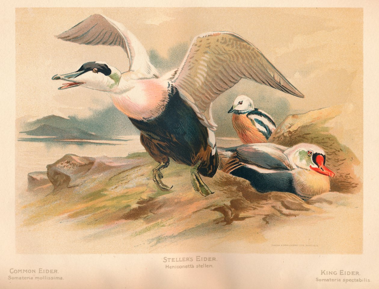 Eider Somateria mollissima comum, Stellers Eider Heniconnetta Stelleri, King Eider Somateria de Charles Whymper