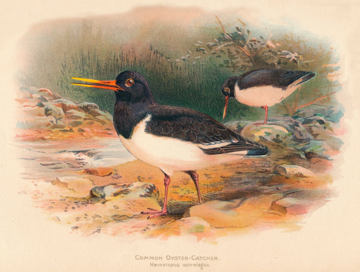Coletor de ostras comum Haematopus ostralegus, 1900, 1900 de Charles Whymper