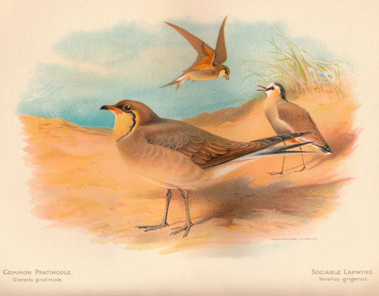 Pratincola comum Glareola pratincola, Sociable Lapwing Vanellus, 1900, 1900 de Charles Whymper