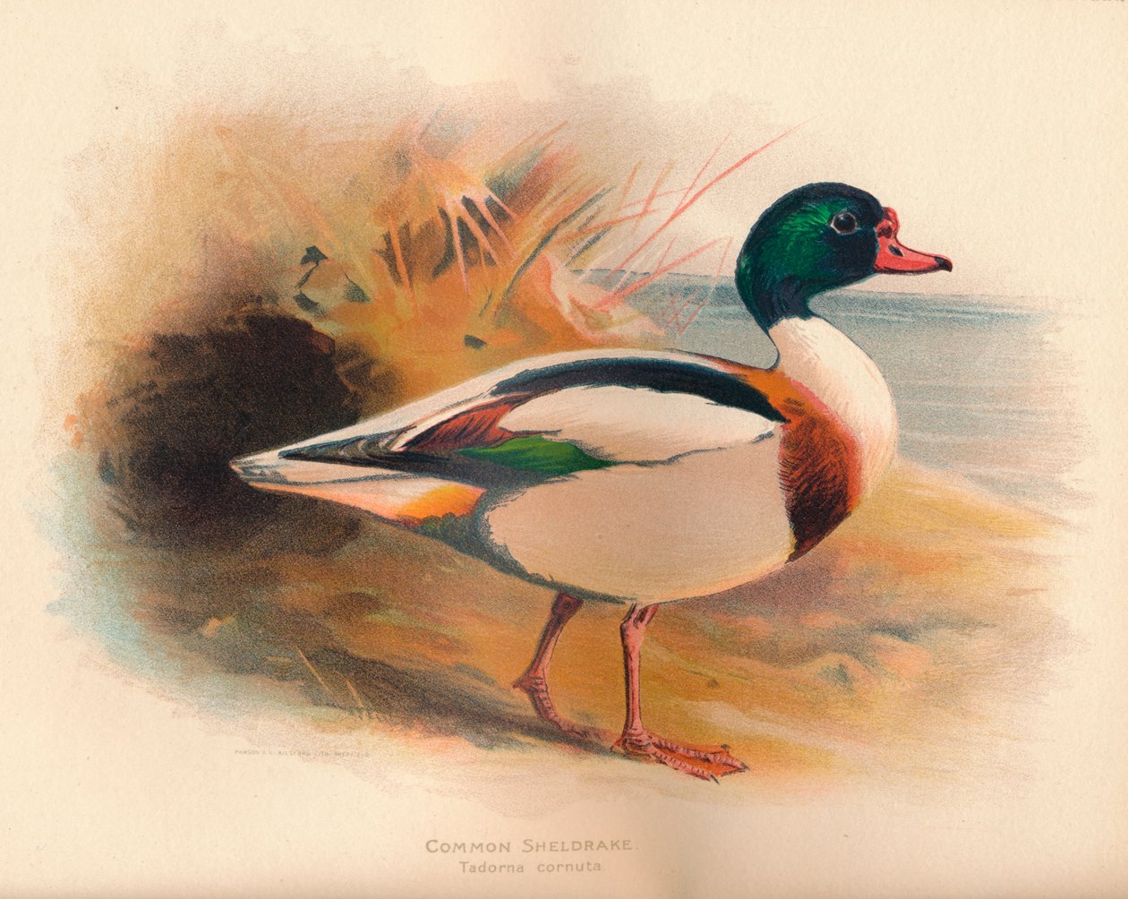 Sheldrake comum Tadorna cornuta, 1900, 1900 de Charles Whymper