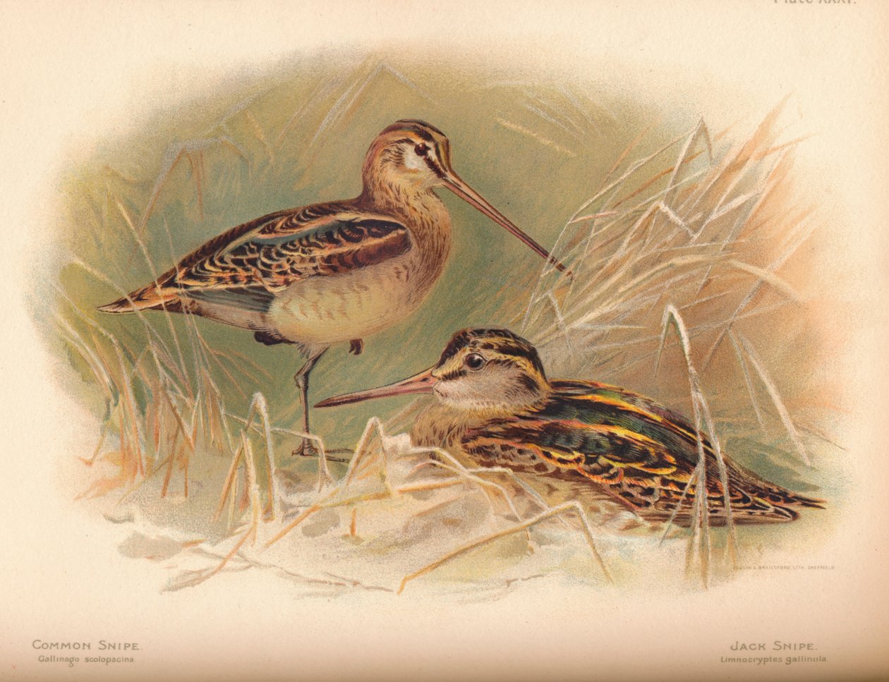Snipe comum Gallinago scolopacina, Jack Snipe Limnocryptes gallinula, 1900, 1900 de Charles Whymper
