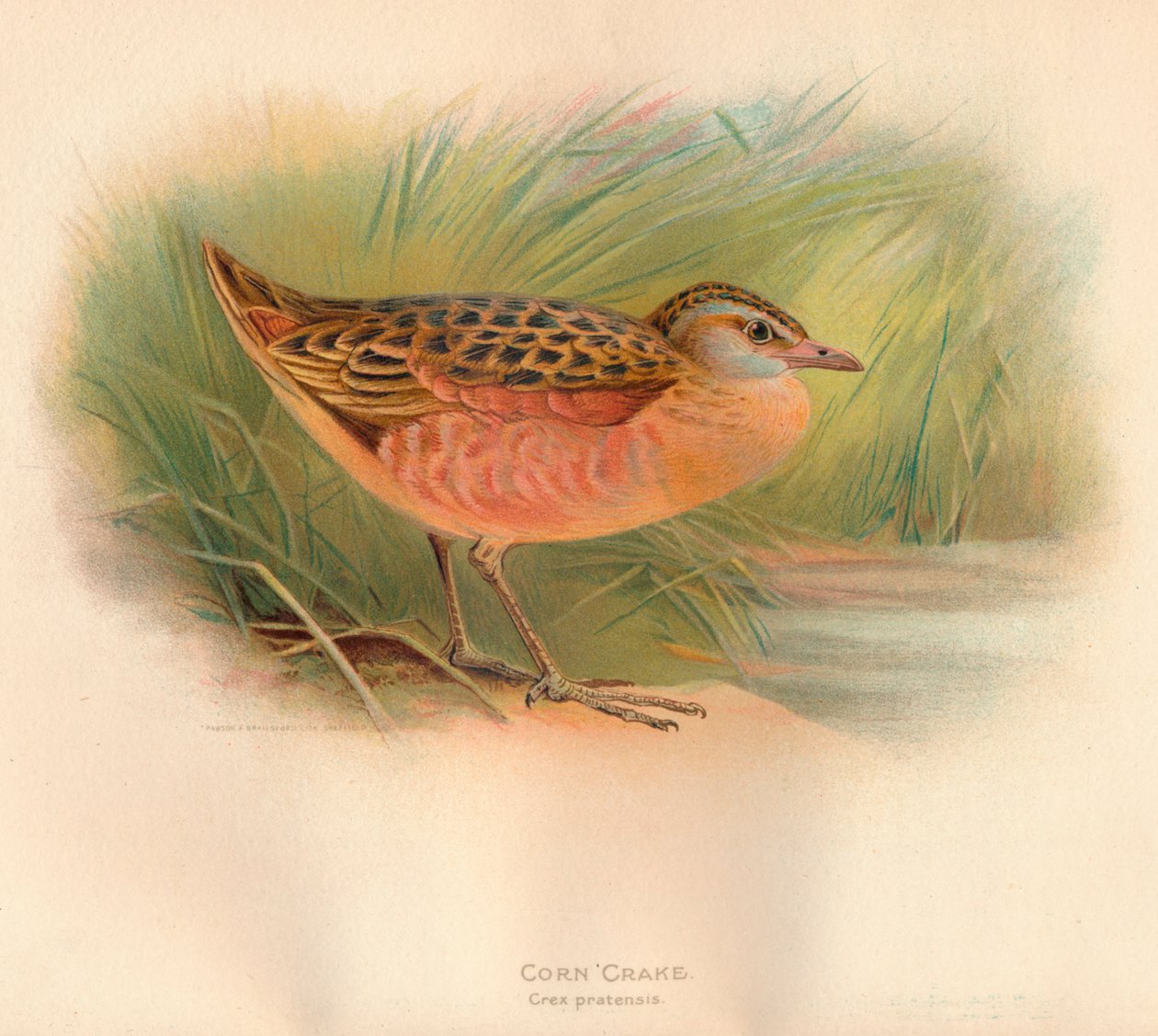 Crake de milho Crex pratensis, 1900, 1900 de Charles Whymper