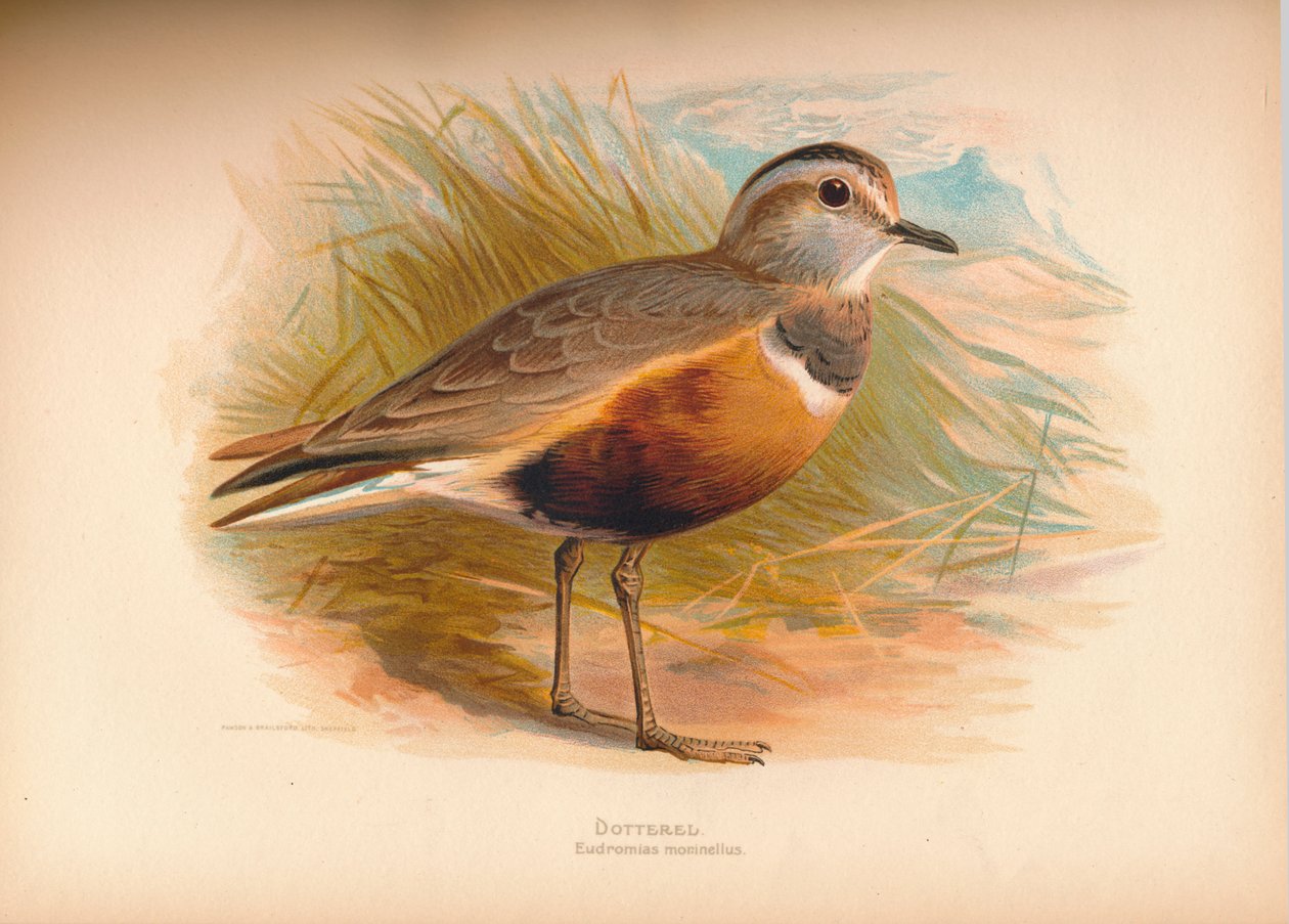 Dotterel E importantias morinellus, 1900, 1900 de Charles Whymper