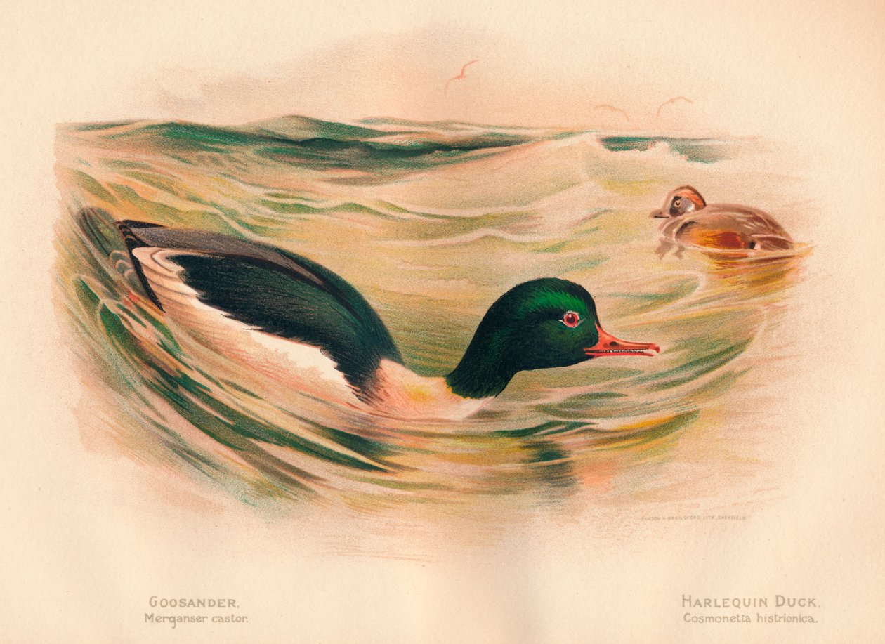 Rodízio de Mergans mergulhão, Pato-arlequim Cosmonetta histrionica, 1900, 1900 de Charles Whymper