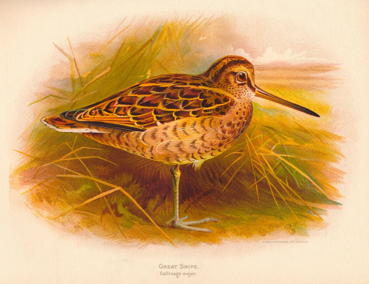 Great Snipe Gallinago major, 1900, 1900 de Charles Whymper