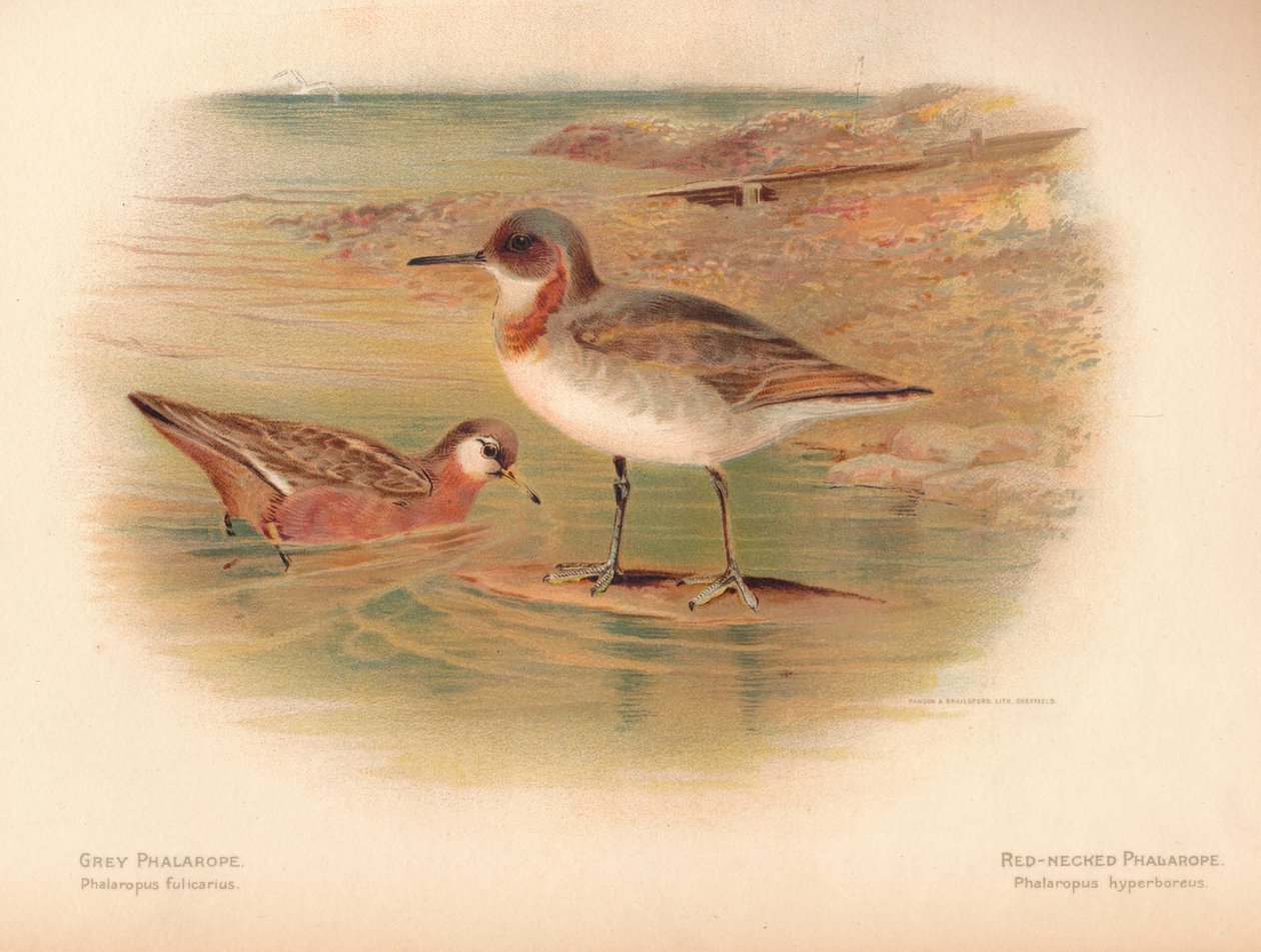Falaropo cinzento Phalaropus fulicarius, Falaropo de pescoço vermelho Phalaropus hyperboreus, 1900, 1900 de Charles Whymper