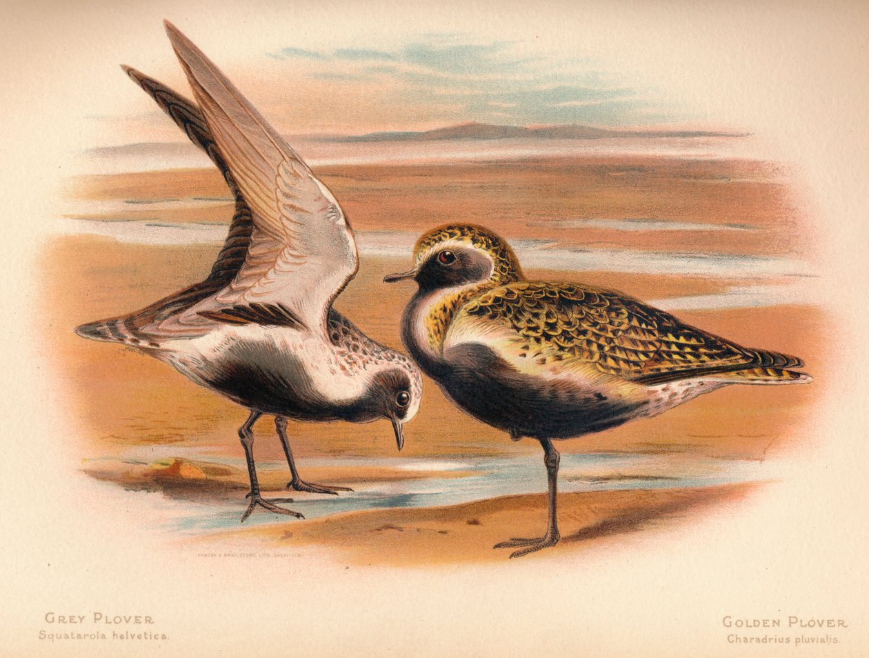 Tarambola-cinzenta Squatarola helvetica, Tarambola-dourada Charadrius pluvialus, 1900, 1900 de Charles Whymper