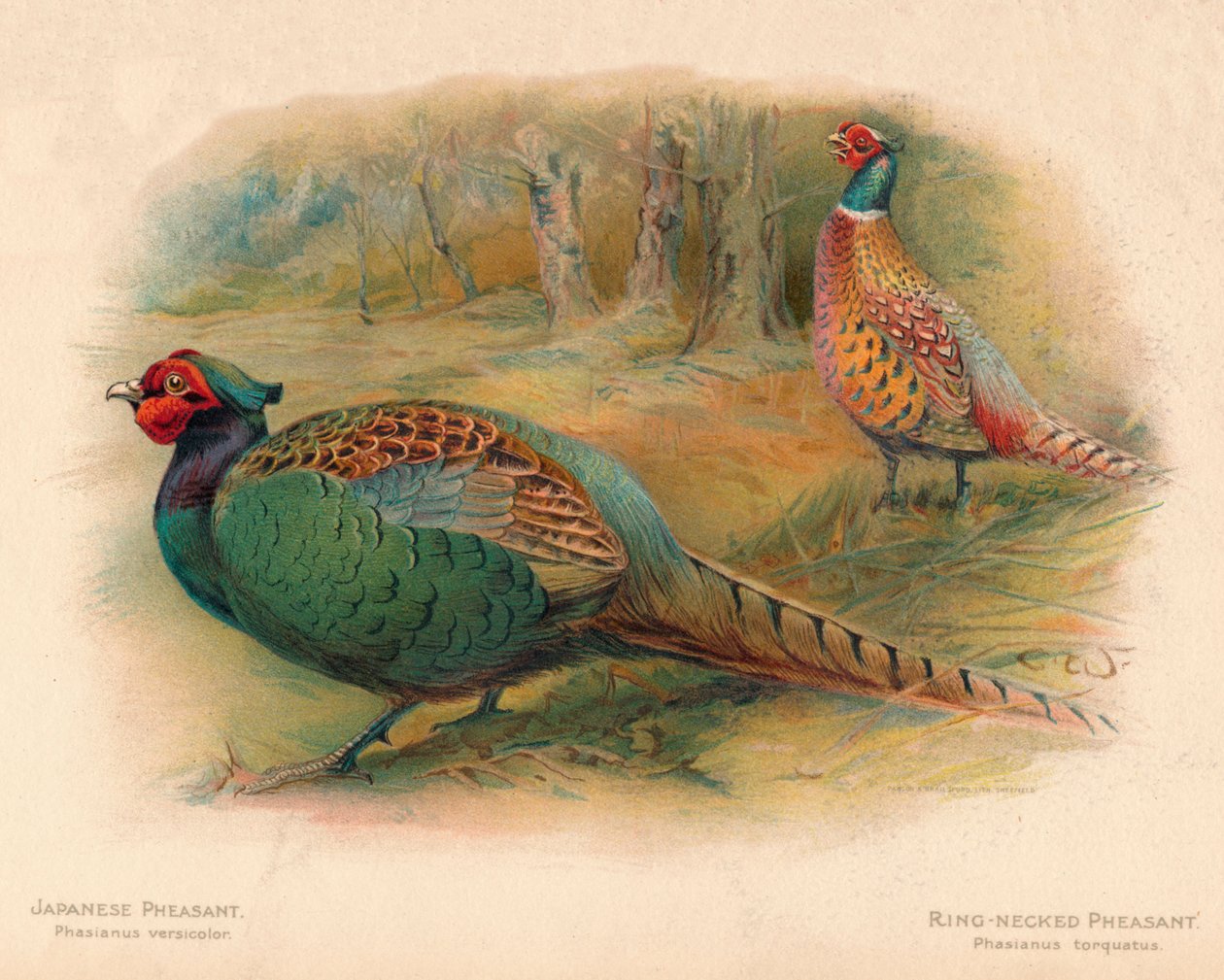 Faisão japonês Phasaianus versicolor, faisão de pescoço anelar Phasaianus torquatus, 1900, 190 de Charles Whymper