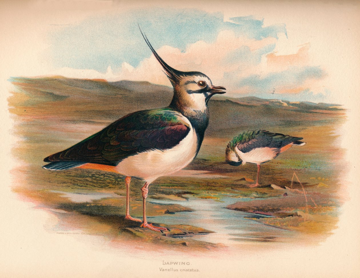 Galispo Vanellus cristacus, 1900, 1900 de Charles Whymper