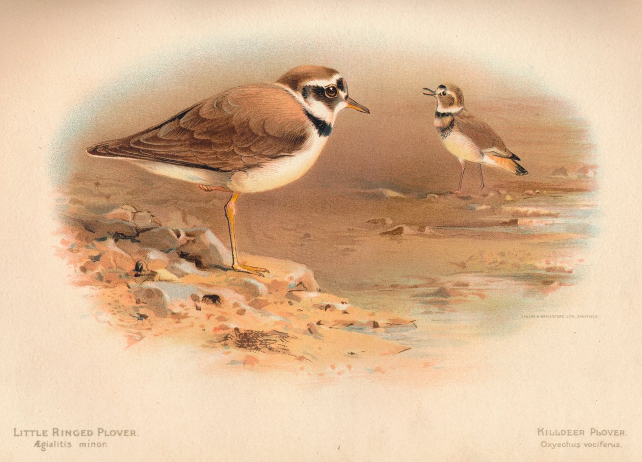 Tarambola-pequena Aegialitis minor, Tarambola-do-mato Oxyechus vociferus, 1900, 1900 de Charles Whymper