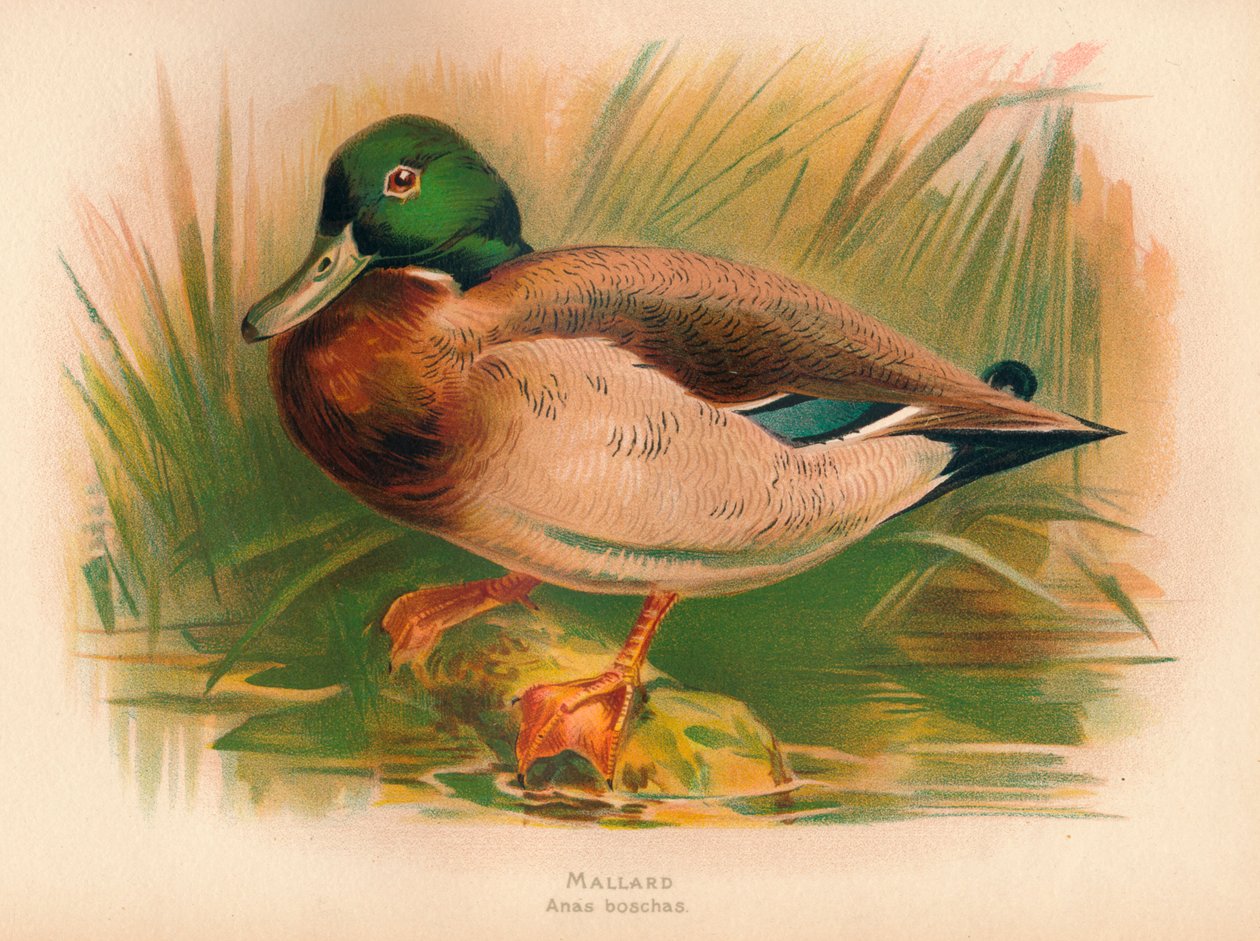 Pato-real Anas boschas, 1900, 1900 de Charles Whymper