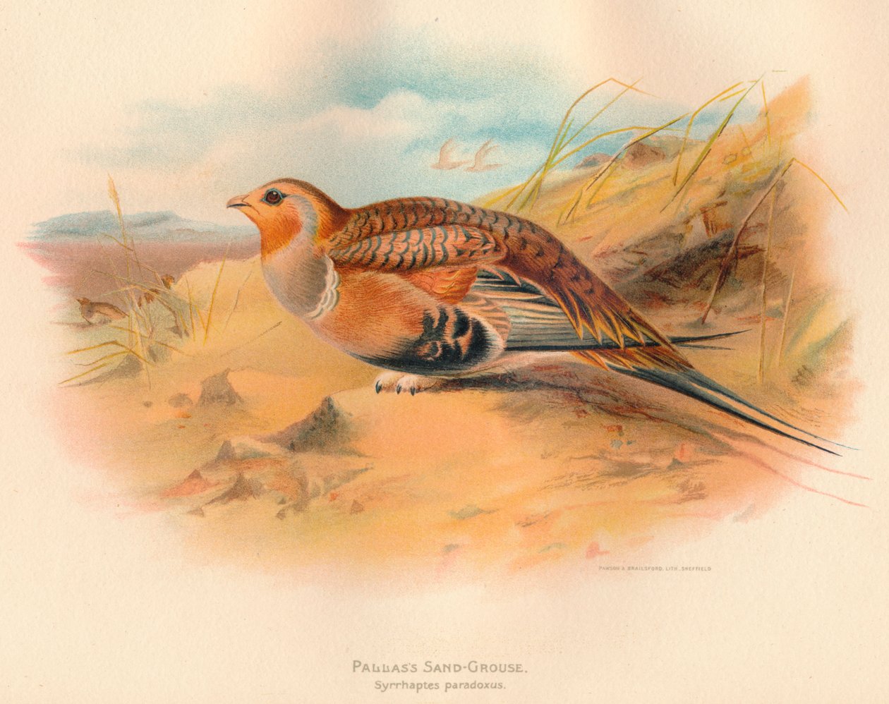 Pallass Sand-Grouse Syrrhaptes paradoxus, 1900, 1900 de Charles Whymper