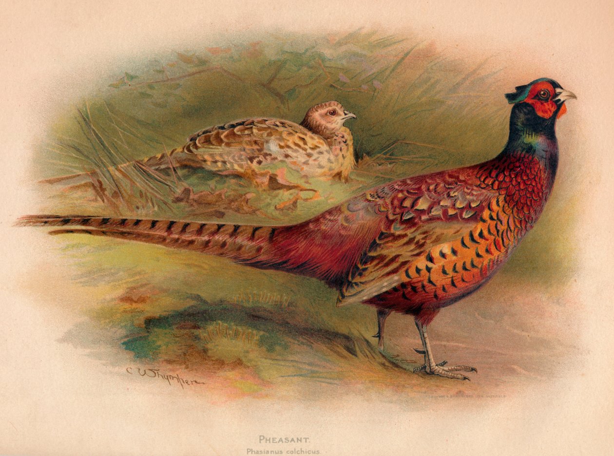 Faisão Phasianus colchicus, 1900, 1900 de Charles Whymper